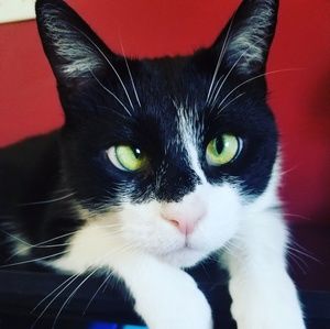 Pet friendly, smoke free home!